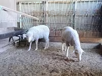 Қошқар, Baerchuke sheep — 1-сурет