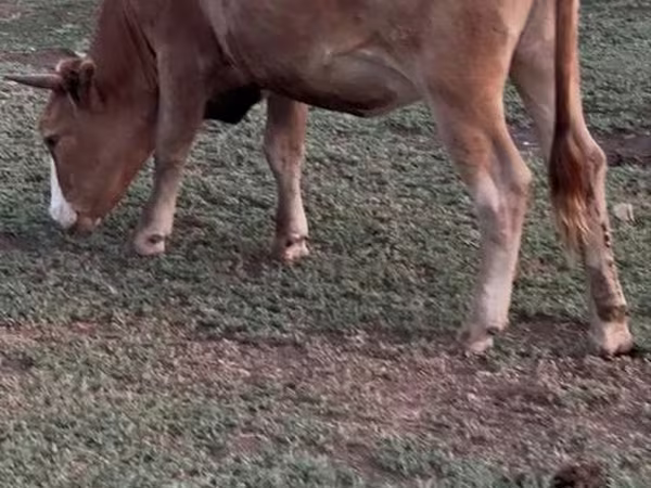 Сиыр, Latvian Blue cattle