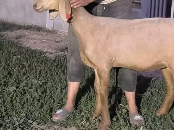 Қой, Arashan sheep