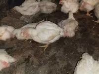 Chickens — الصورة 2