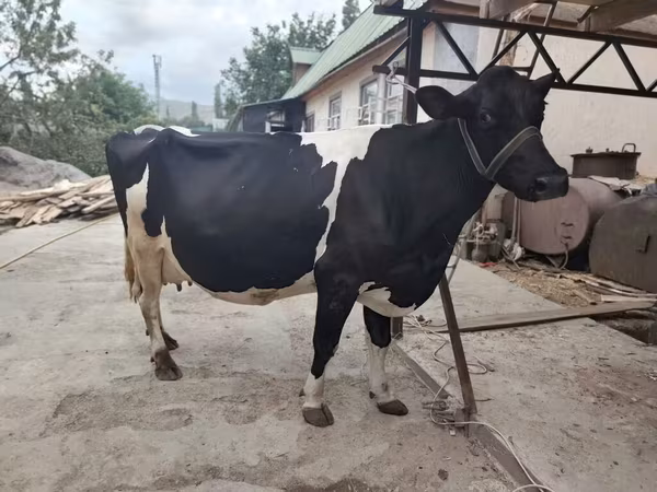 Kuh, Hereford — Kirgisistan