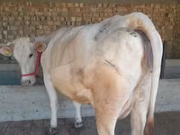Cow, Holstein breed — photo 6