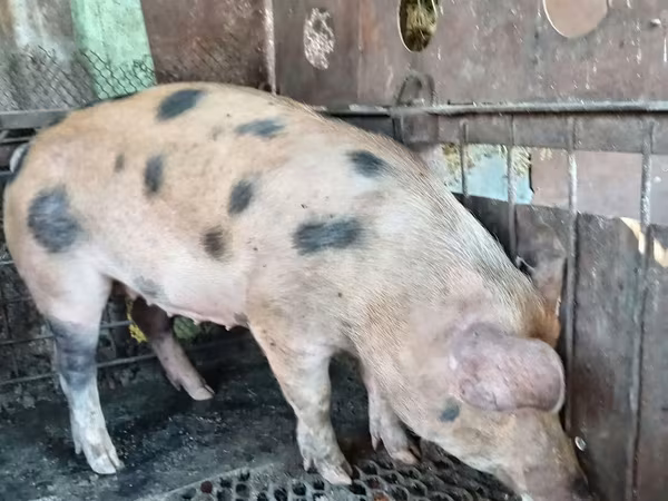 Boar, Глостерская пятнистая