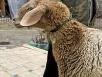 Қой, Arashan sheep — 8-сурет