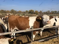 Kuh, Holstein-Rasse — Foto 1