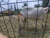 Goat, Saanen goat — photo 3