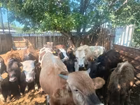 Bull, Cattle — photo 6