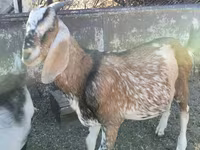 Теке, Nubian Goat — 3-сурет