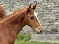 Айғыр, Anglo-Arabian — 1-сурет