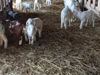 نعجة, Awassi sheep — الصورة 4