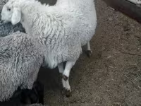 Қошқар, Romanov sheep — 2-сурет