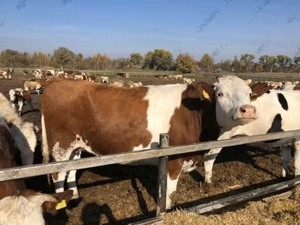 गाय, गोलस्टीन नस्ल