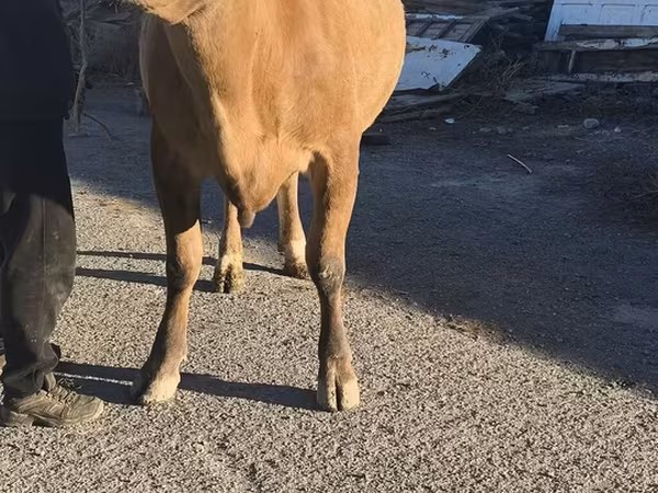 Сиыр, Simmental cattle