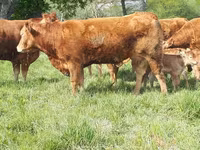 Cow, Limousin cow — photo 4
