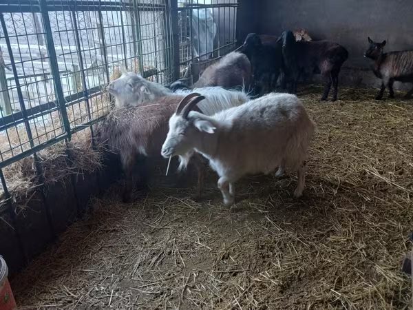 Ziege, Alpine goat — Kasachstan