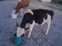 Bulle, Swiss cattle — Foto 5