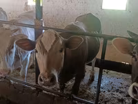 Vaca, Raza Alatau — foto 8