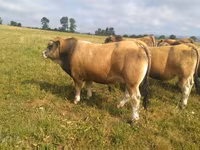 Bulle, Aubrac cattle — Foto 1