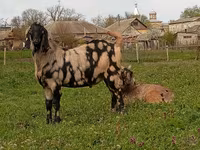 Ziegenbock, Nubian Goat — Foto 4