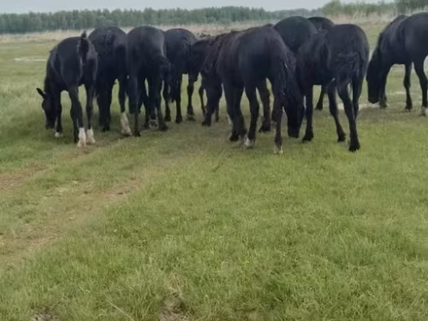 Hengst, Pferde — Russland