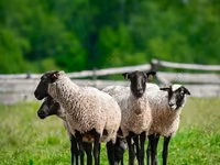 Carnero, Romanov sheep — foto 4