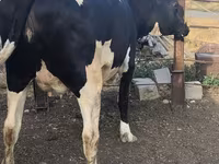 Cow, Russian Black pied cattle — photo 4