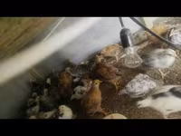 Chickens — photo 1