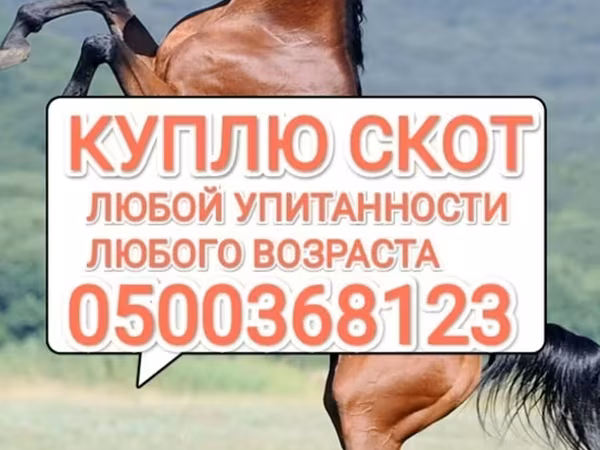Айғыр, Жылқылар — Қырғызстан