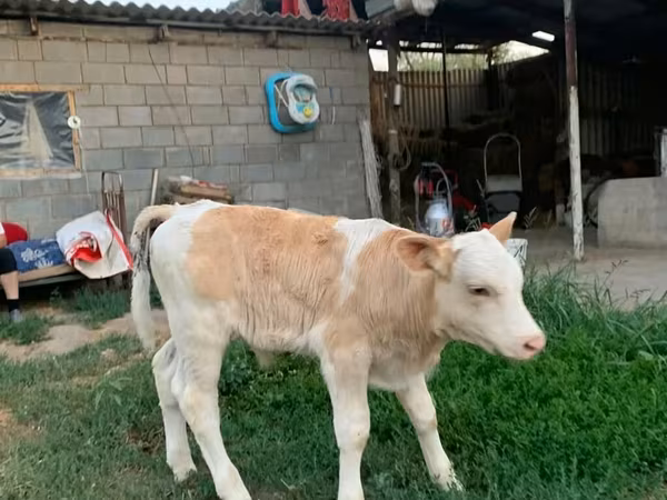 ثور, مونبليارد