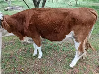 Bulle, Simmental cattle — Foto 2