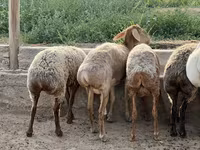 نعجة, الأغنام — الصورة 4