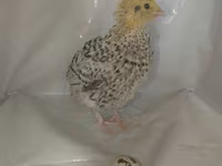 Quails — 6-сурет