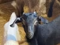 Ziege, Nubian Goat — Foto 5