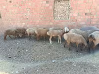 Ram, Arashan sheep — photo 7