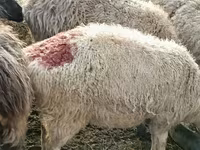 मेढ़ा, Hissar sheep — फ़ोटो 6