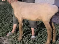 Oveja, Arashan sheep — foto 3