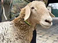 Қой, Arashan sheep — 4-сурет