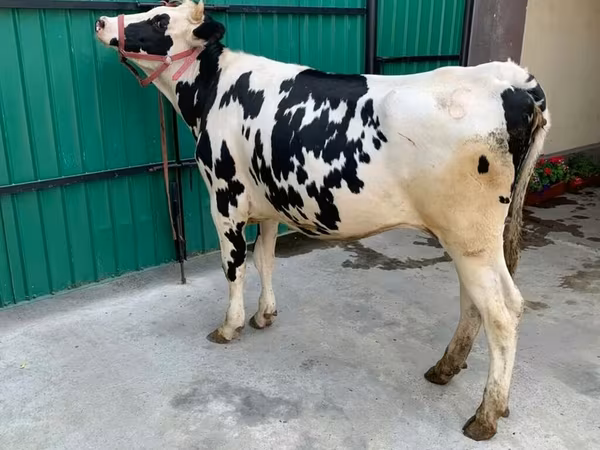 母牛, Holstein breed