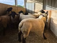 Қошқар, White Suffolk sheep — 3-сурет