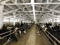 Сиыр, Yaroslavl cattle — 5-сурет