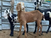 Cabra, Nubian Goat — foto 3