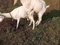 Ziegenbock, Saanen goat — Foto 4