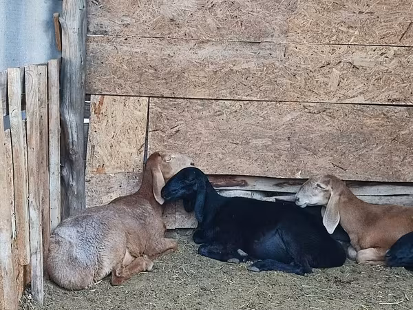 عنزة, Nubian Goat — قيرغيزستان