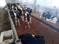 Bull, Holstein breed — photo 1