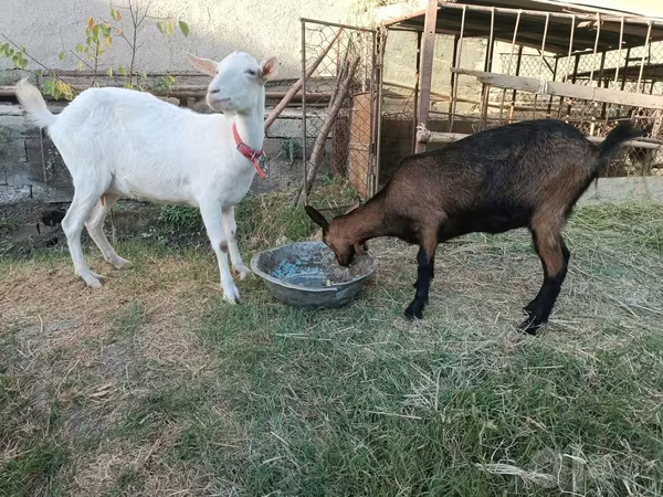 Ешкі, Saanen goat