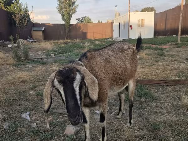 عنزة, Nubian Goat — قيرغيزستان