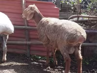 Ram, Sheep — photo 4