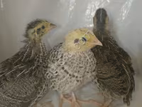 Quails — 2-сурет