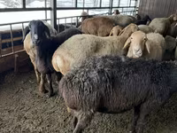 نعجة, Arashan sheep — الصورة 2