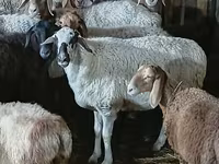 भेड़, भेड़ — फ़ोटो 1